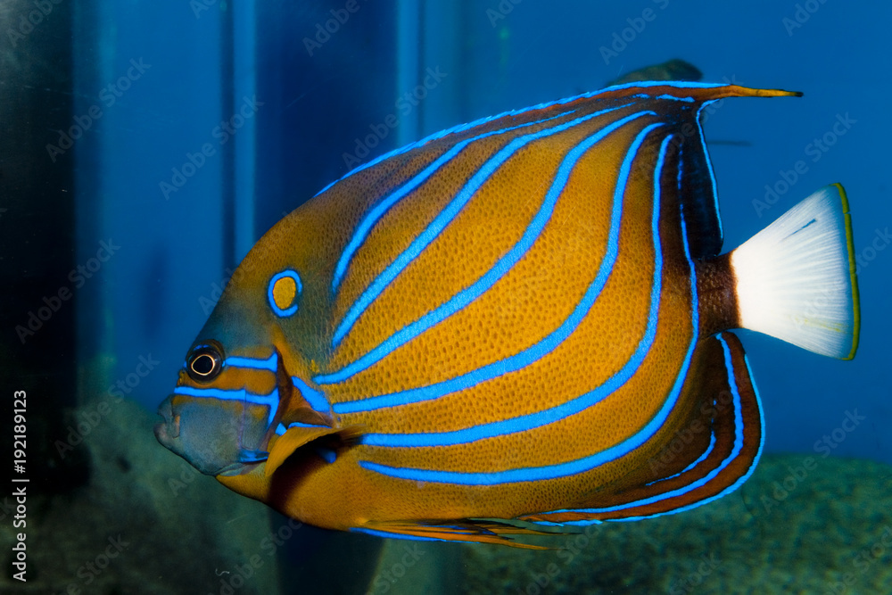 Blue ring angelfish facts – Marine Aquarium Fish