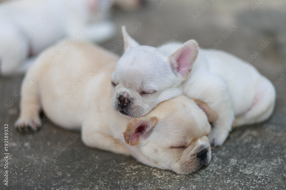 Close-up French bulldog sleeping together.