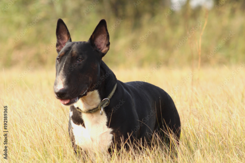 English Bull Terrier portrait - a black and brindle with white male standing and watching something