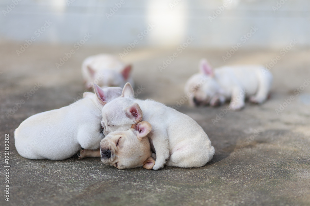 Close-up French bulldog sleeping together. Close-up French bulldog sleeping together.