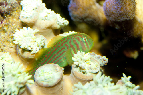 Green Clown Goby (Gobiodon atrangulatus)