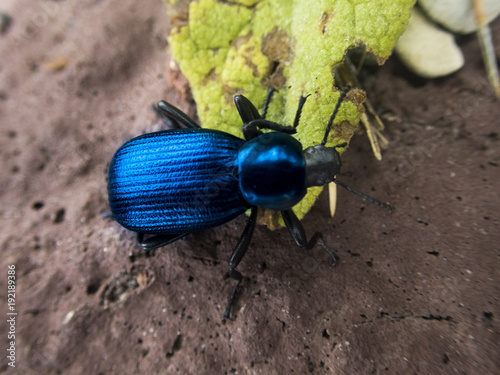 Gem Beetle 