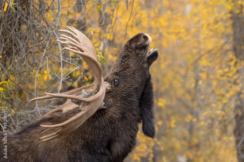 Obraz premium Bull Moose Flehmen in the Fall Rut