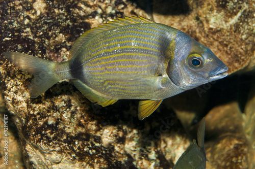 Two banded Sea Bream (Diplodus vulgaris)