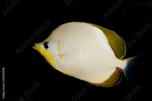 фотографія Yellowhead butterflyfish (Chaetodon xanthocephalus)