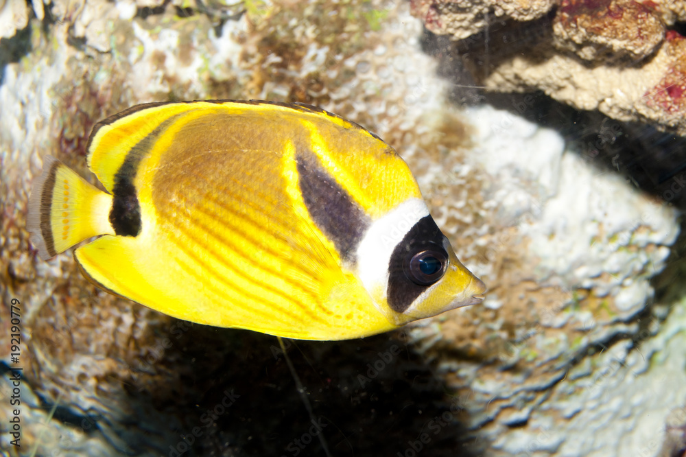 Fototapeta premium Raccoon Butterflyfish (Chaetodon lunula)