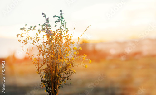 bouquet of wildflowers. field, sunset. summer concept. nature.