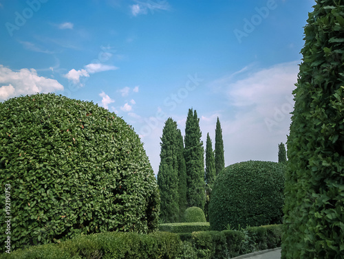 Landscape design. Green nature background and beautiful garden is decorated with evergreen plants, tree
