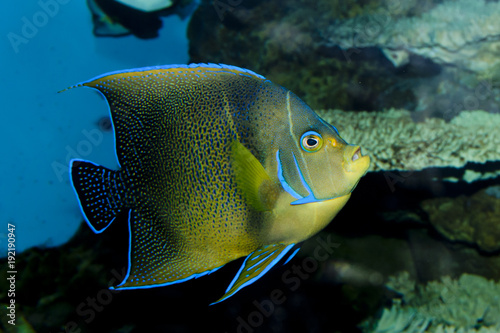 Koran Angelfish (Pomacanthus semicirculatus) photo