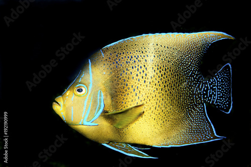 Koran Angelfish (Pomacanthus semicirculatus) © Iliuta