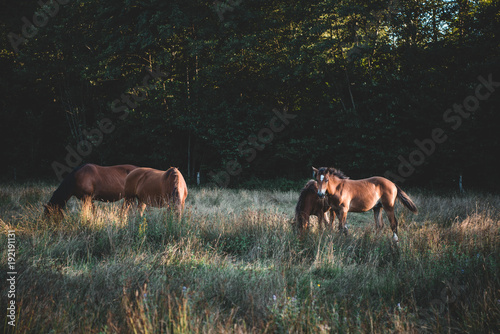 Fototapeta Naklejka Na Ścianę i Meble -  Pferde auf der Weide