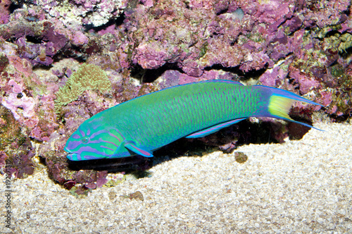 Lunare Wrasse in Aquarium photo