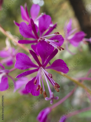 Wildflower