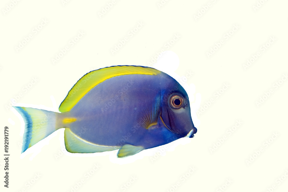 Naklejka premium Blue Powder Tang