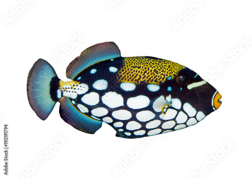 Clown Triggerfish © Iliuta