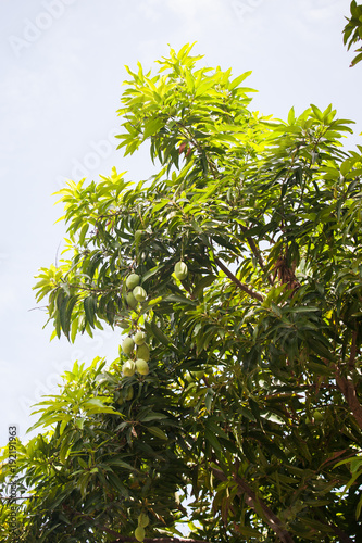 Fruit Growing on Trees in Haiti