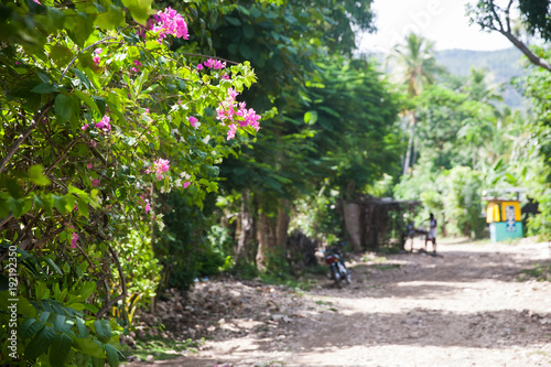 Fototapeta Naklejka Na Ścianę i Meble -  Flowers on Bushes in Haiti