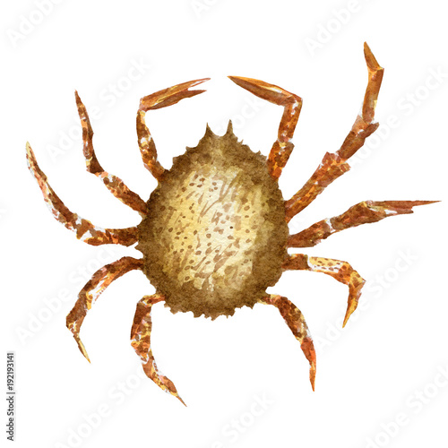 fresh crab isolated on a white background