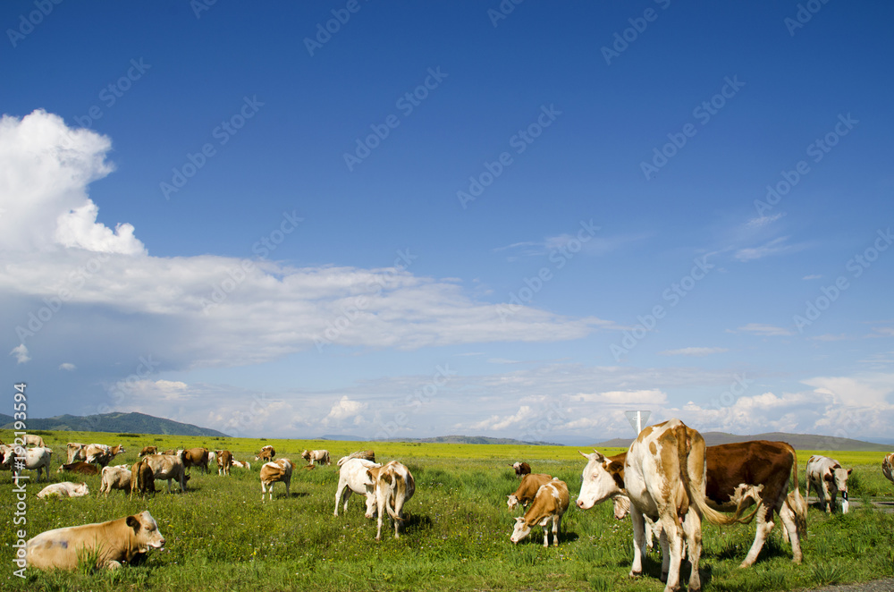 Cows in a meadow.