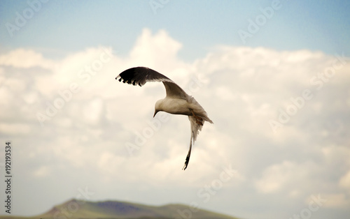 Seagull in the sky. Heavenly bird. © Виктория Большагина