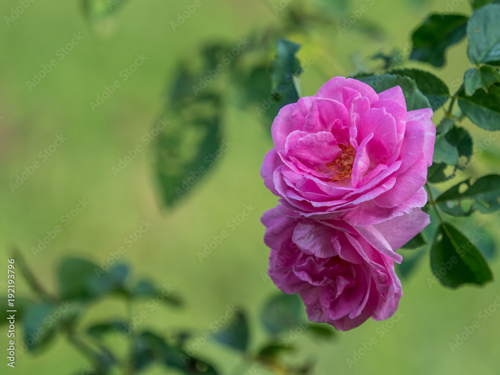 double pink rose
