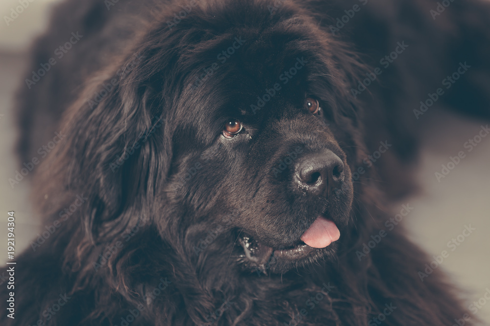 Fototapeta premium Newfoundland dog at home is lying on the floor.
