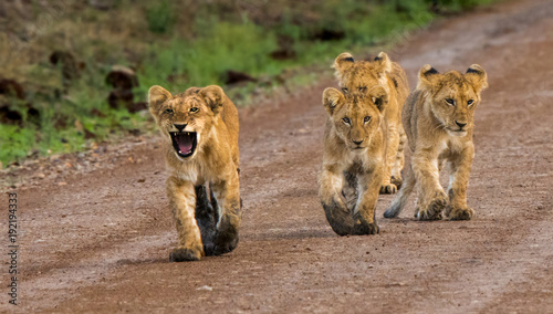 "Hup, Two, Three, Four!"  It looks like this lion cub was calling out cadence as his pride strolled down this dirt road in Masai Mara National Park in Kenya.