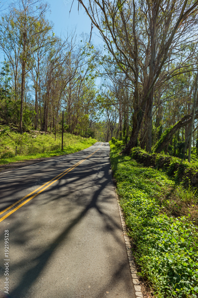 road through an eucalyptus forest maui hawaii