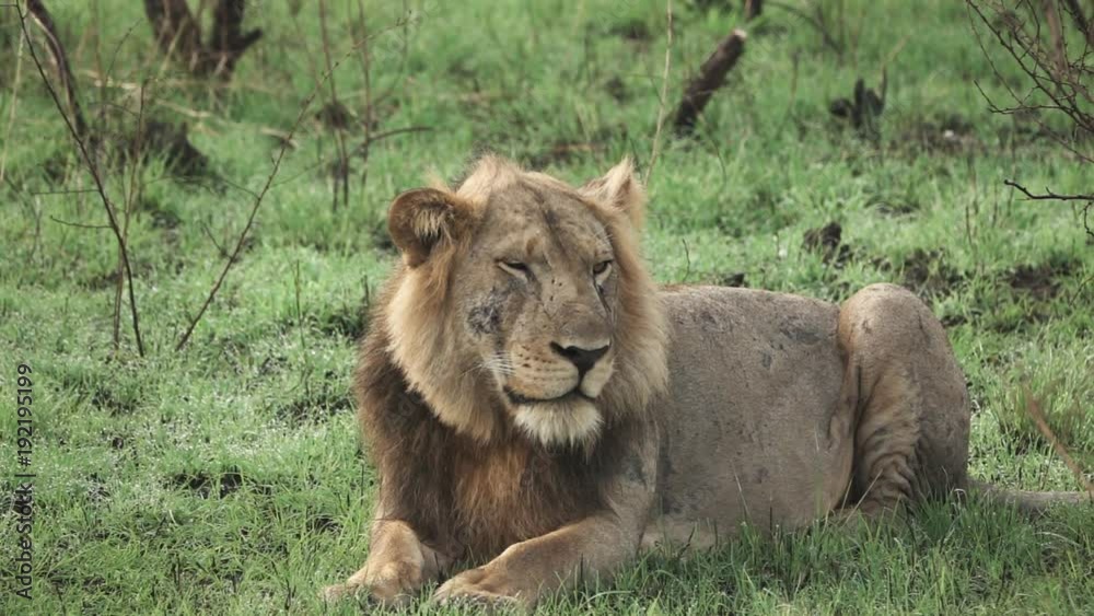 Slow Motion of Lion winking eye Slow Motion of Lion winking eye