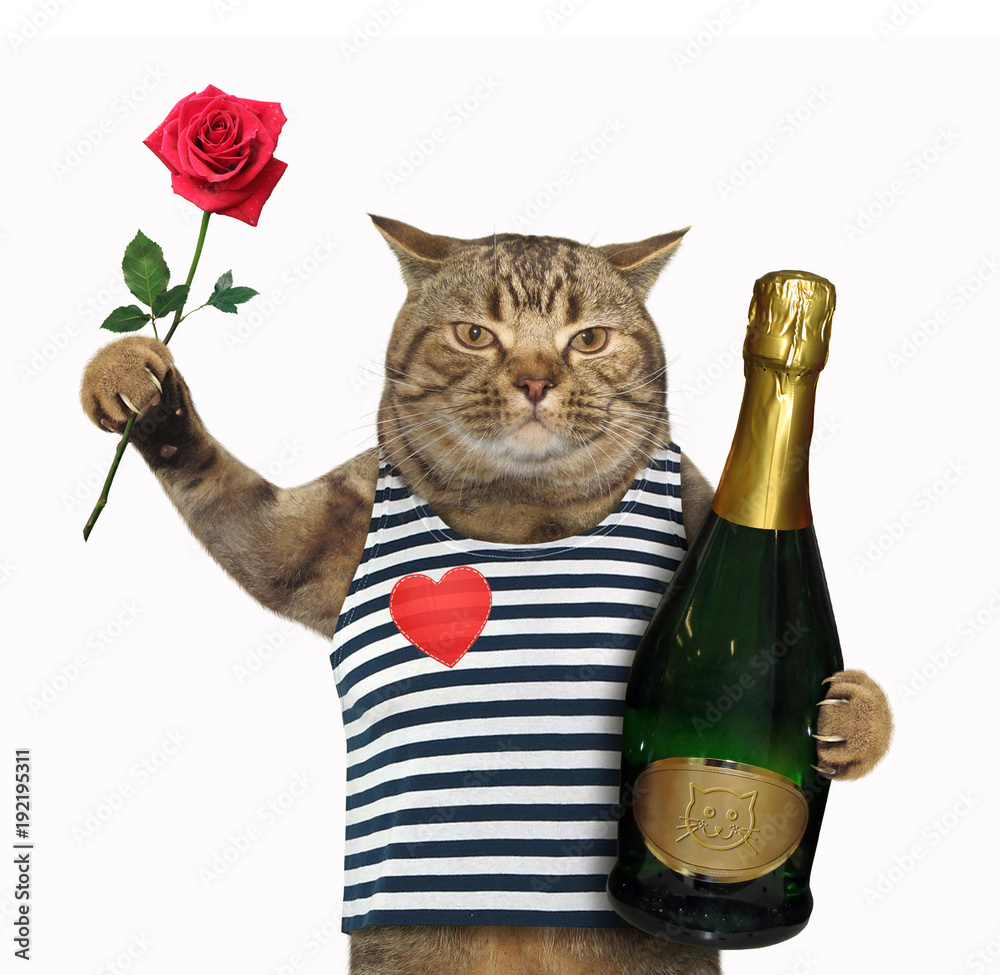 The cat holds a bottle of champagne and a red rose. White background. Stock  Photo | Adobe Stock