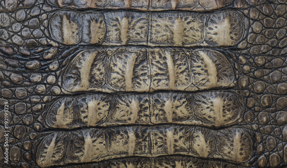 crocodile skin, abstract background