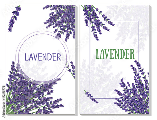 lavender bushes on white background, pattern for postcards and leaflets
