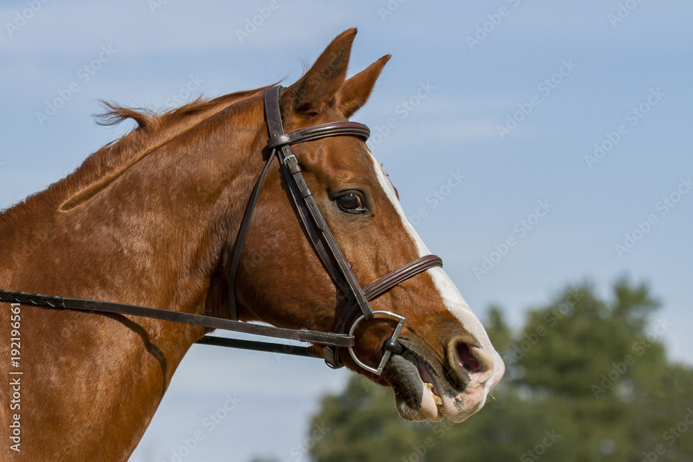 Side portrait Chestnut Warmblood Gelding Side portrait Chestnut Warmblood Gelding