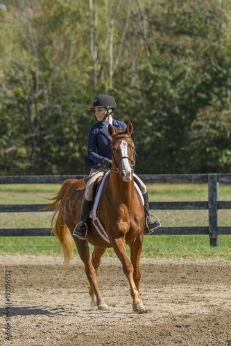 Equestrian looks for next fence on gelding © Leah Smalley 