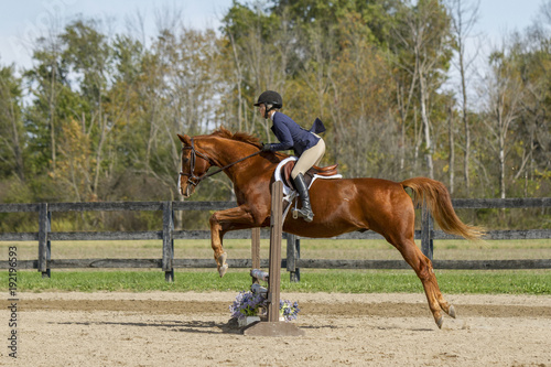 Equestrian Showing Warmbood Jumping - Side