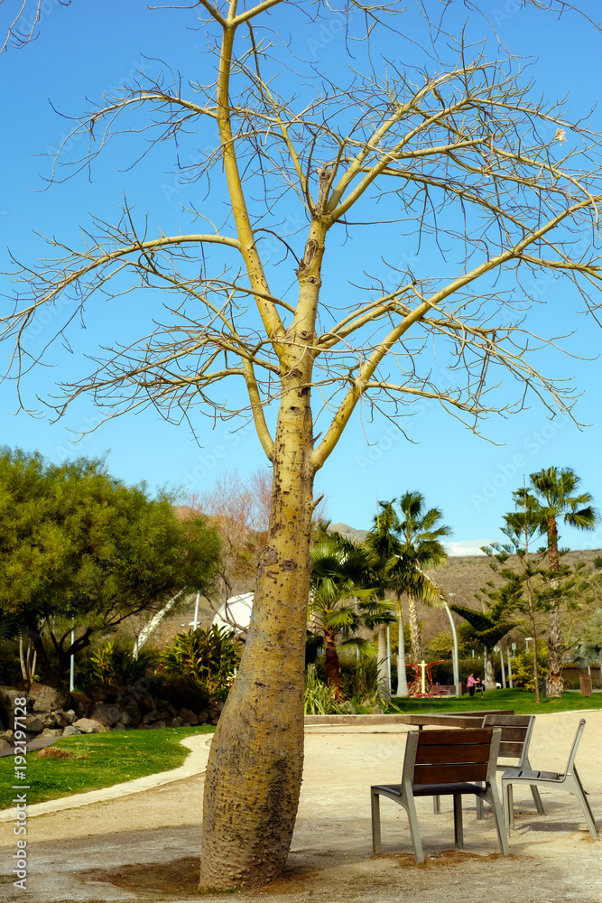 the tree without leaves from the park