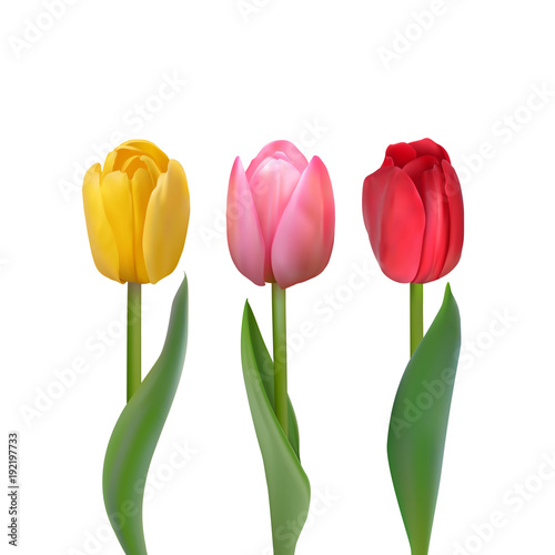 Set of colorful tulips