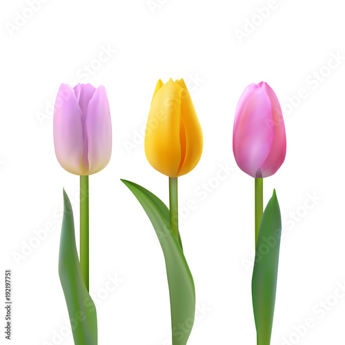 Set of colorful tulips