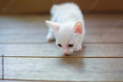 Wallpaper Mural White kitten so happy after eating goat milk.  Torontodigital.ca