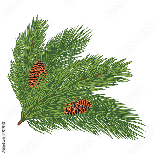Green lush spruce branch