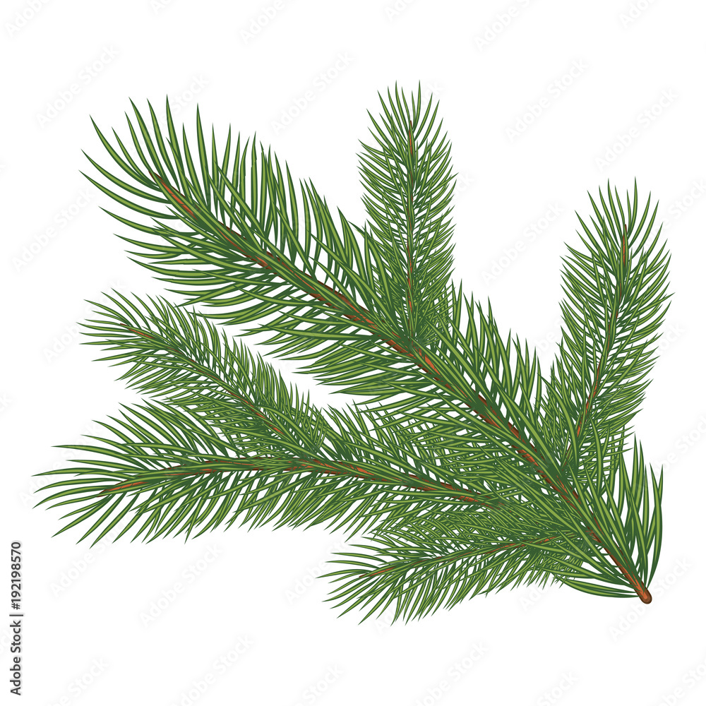 Green lush spruce branch Green lush spruce branch