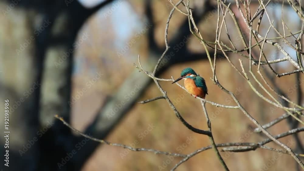 kingfisher, Alcedinidae, perched on branch beside pond in winter and flying off, morayshire, scotland kingfisher, Alcedinidae, perched on branch beside pond in winter and flying off, morayshire, scotland