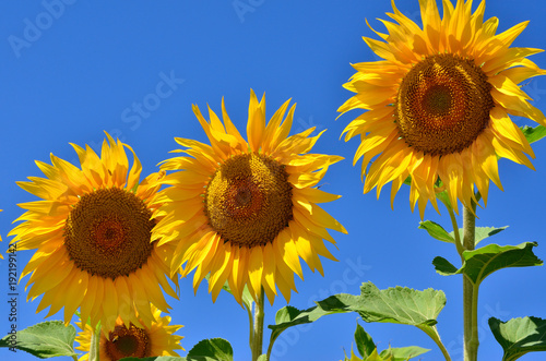 Young sunflowers bloom in field against a blue sky