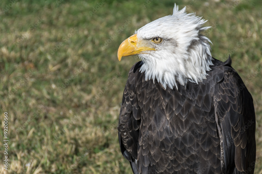 Obraz premium American Eagle