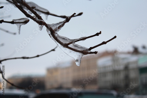 After a long frost  a long-awaited thaw began. Trees shrouded the crystal  flowing down the branches.