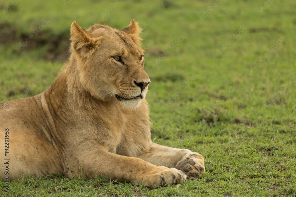 lion resting on the grasslands of the Maasai Mara lion resting on the grasslands of the Maasai Mara