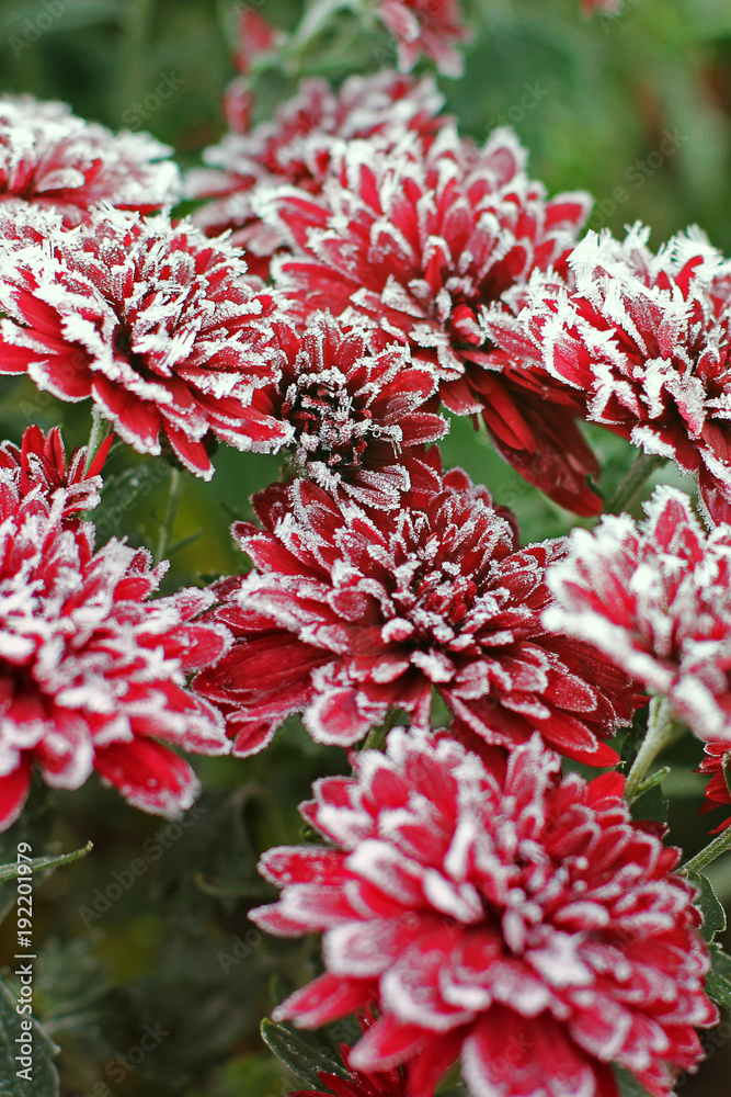 Chrysanthemums in the snow. Chrysanthemums. Red chrysanthemums under snow. Chrysanthemums in the snow. Chrysanthemums. Red chrysanthemums under snow.