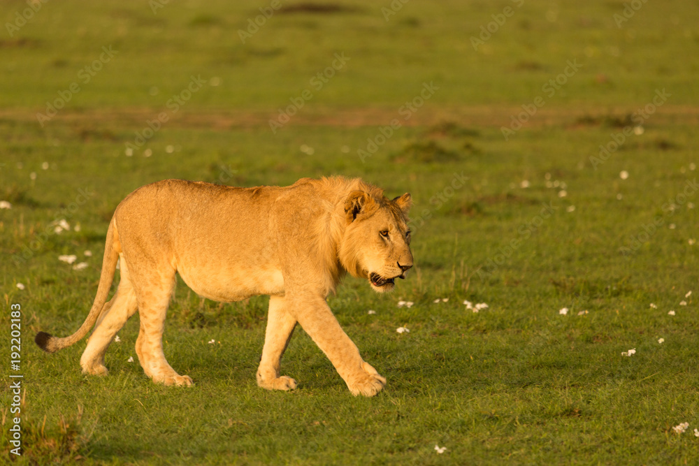 a lion walks across the grasslands of the Maasai Mara a lion walks across the grasslands of the Maasai Mara