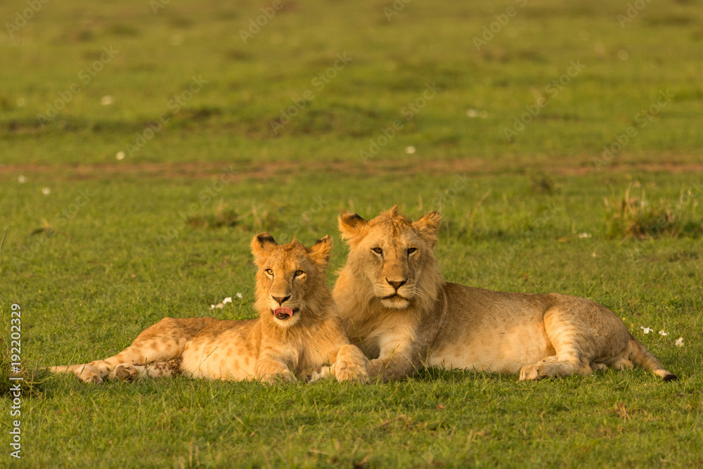 two lions resting together on the grasslands of the Maasai Mara two lions resting together on the grasslands of the Maasai Mara