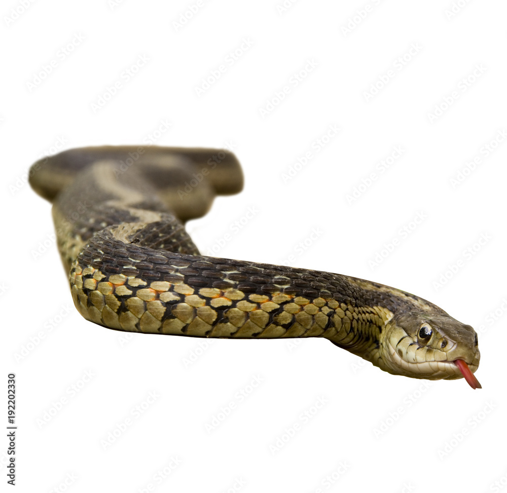 Fototapeta premium Garter Snake on White